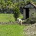 rice_ubud_h_0164_bal0980.jpg